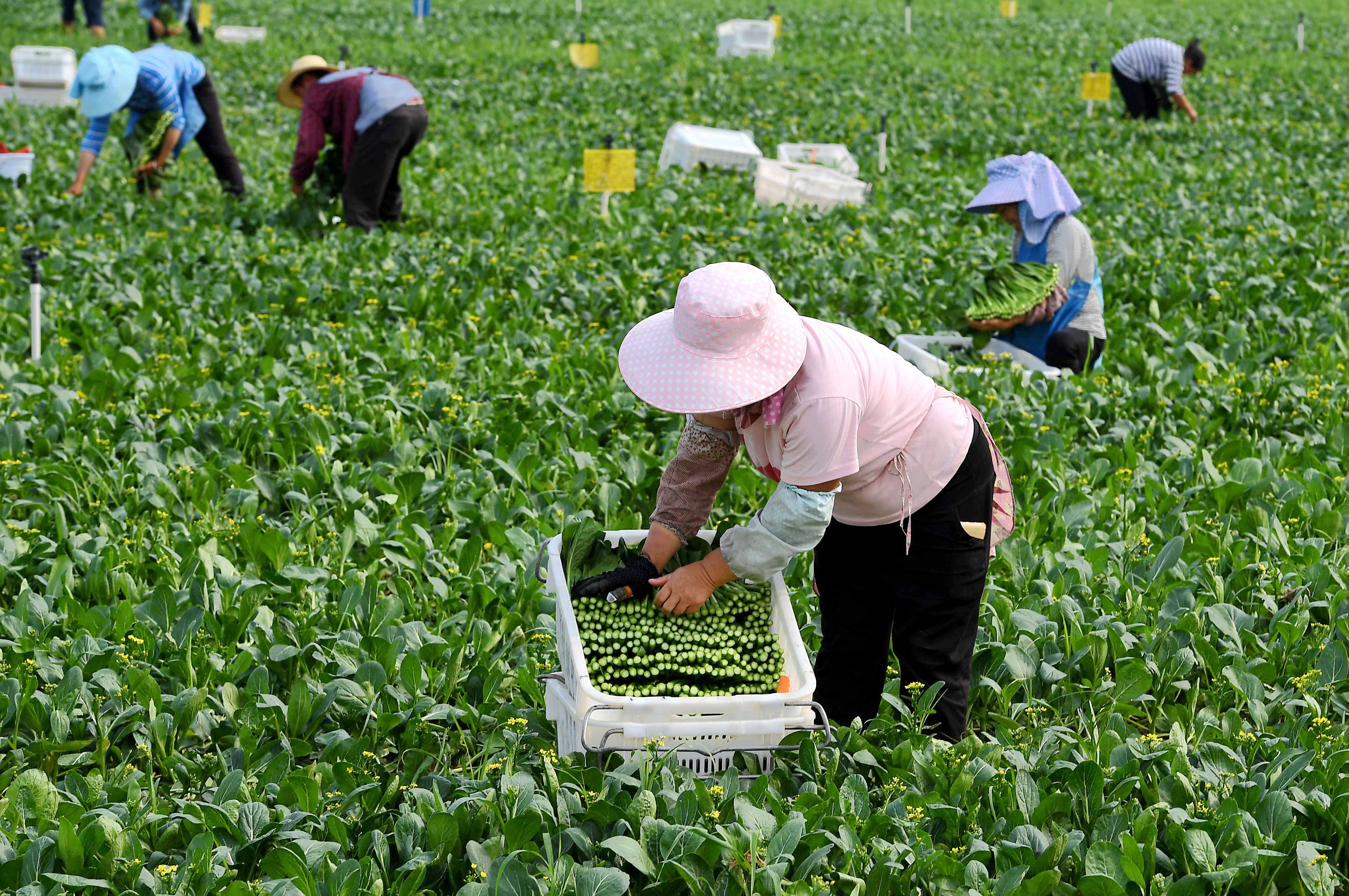 早春采摘蔬菜图片