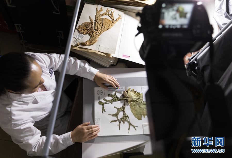 中国数字植物标本馆标本数量已超600万
