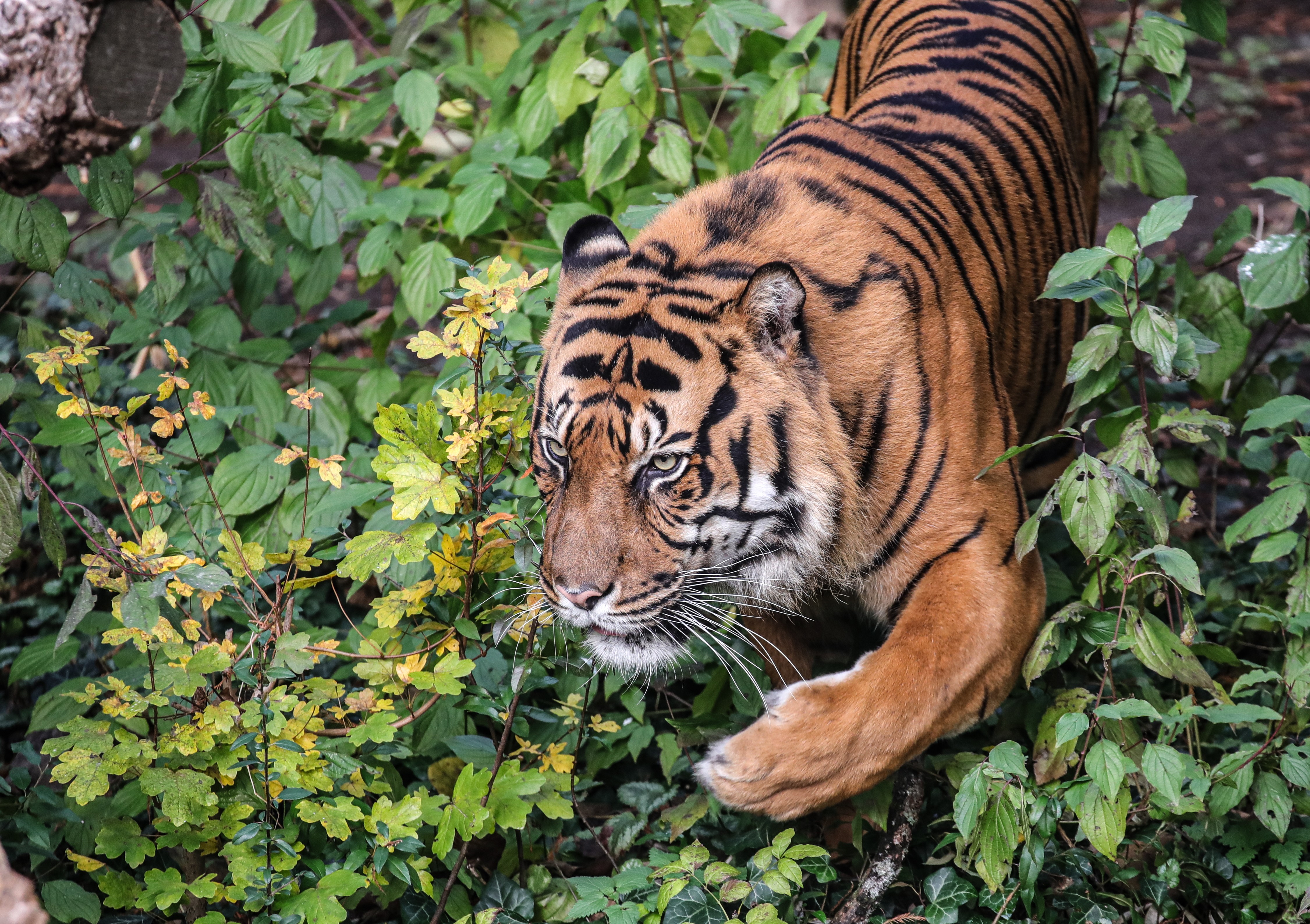 法兰克福动物园的动物们