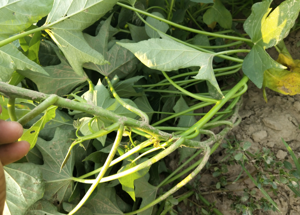 红薯专用除草剂价格 - 2020年最新商品信息聚合专区 - 百度爱采购