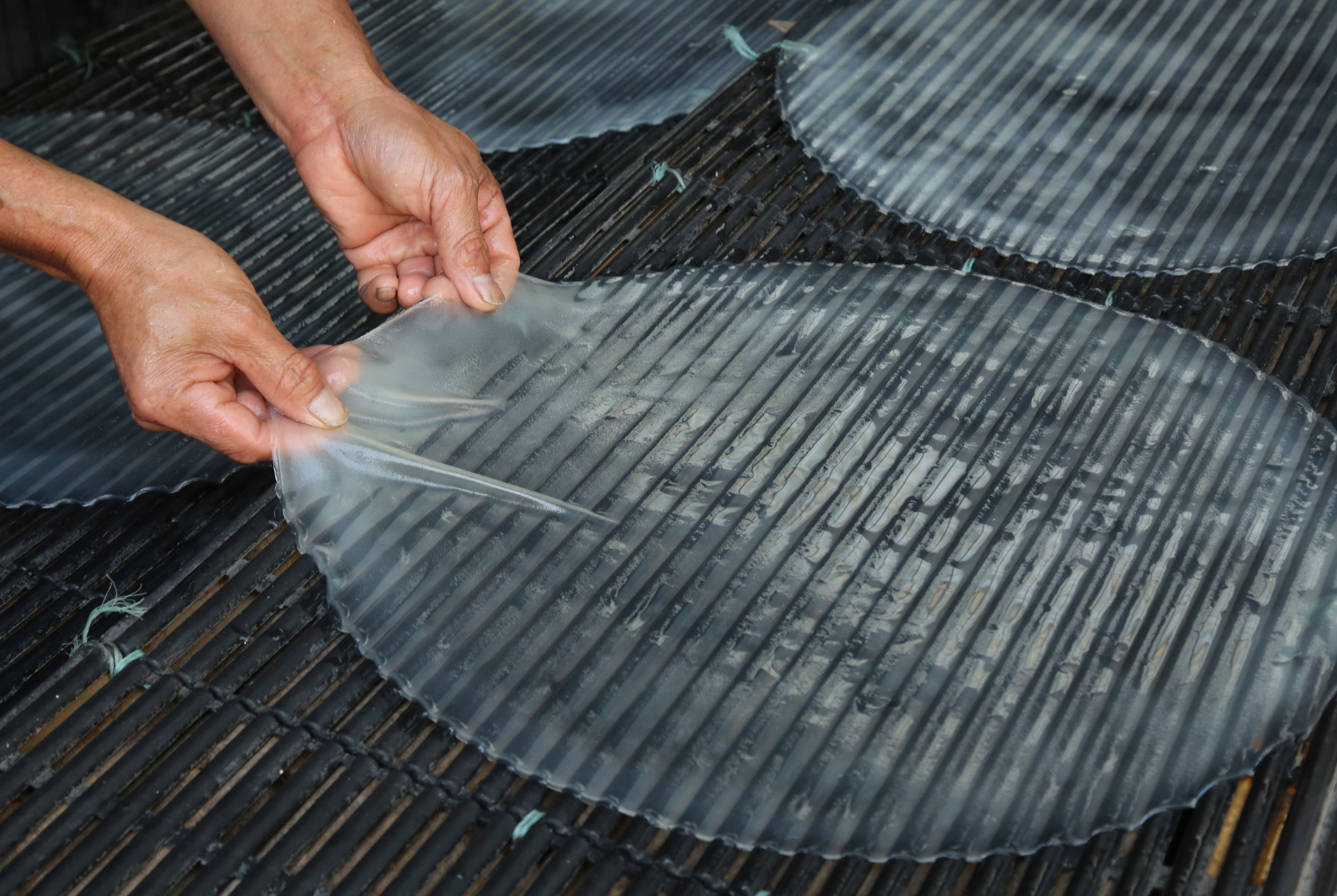 山东博兴:手工红薯粉皮加工忙