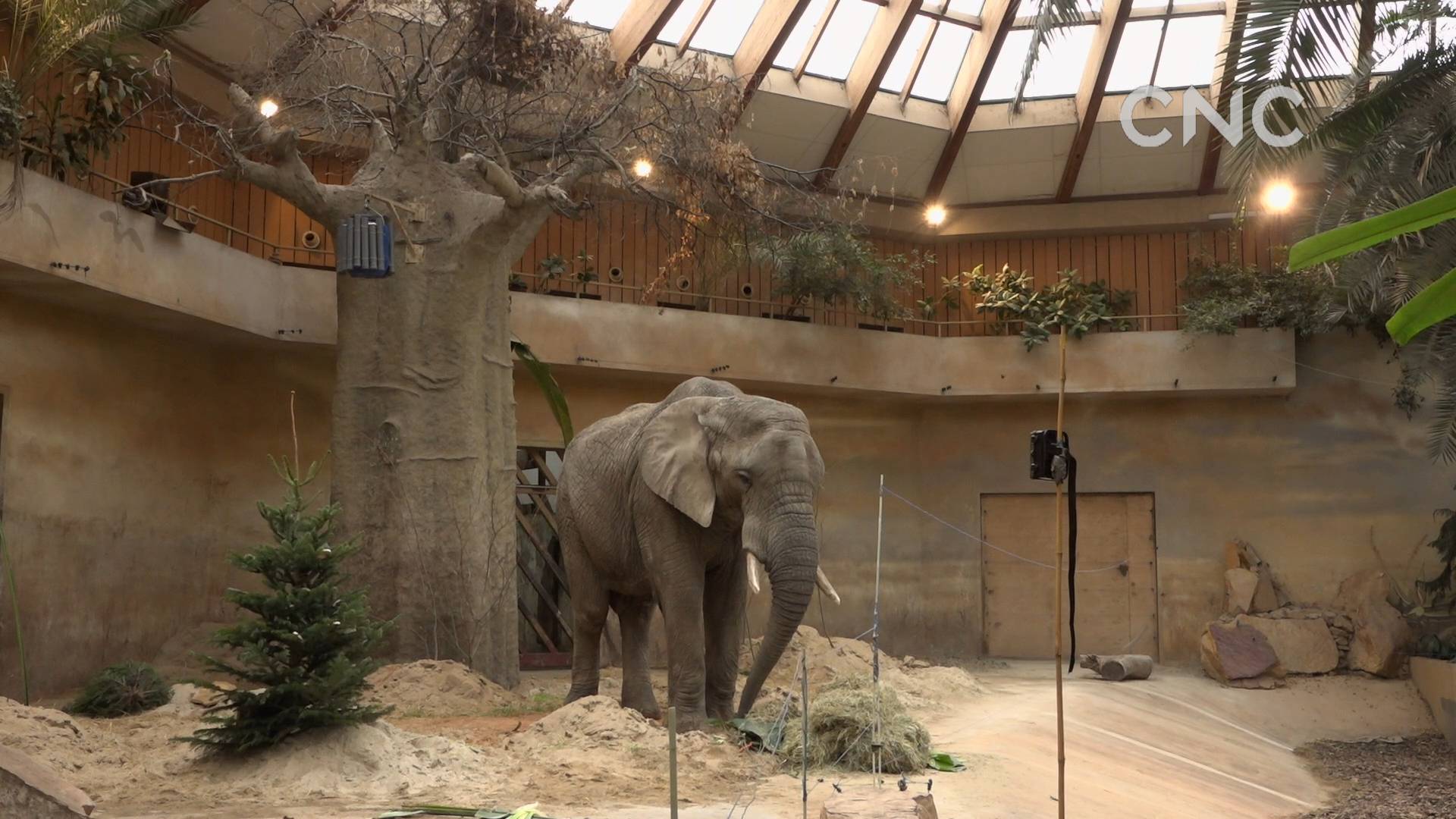 华沙动物园最小的大象庆生