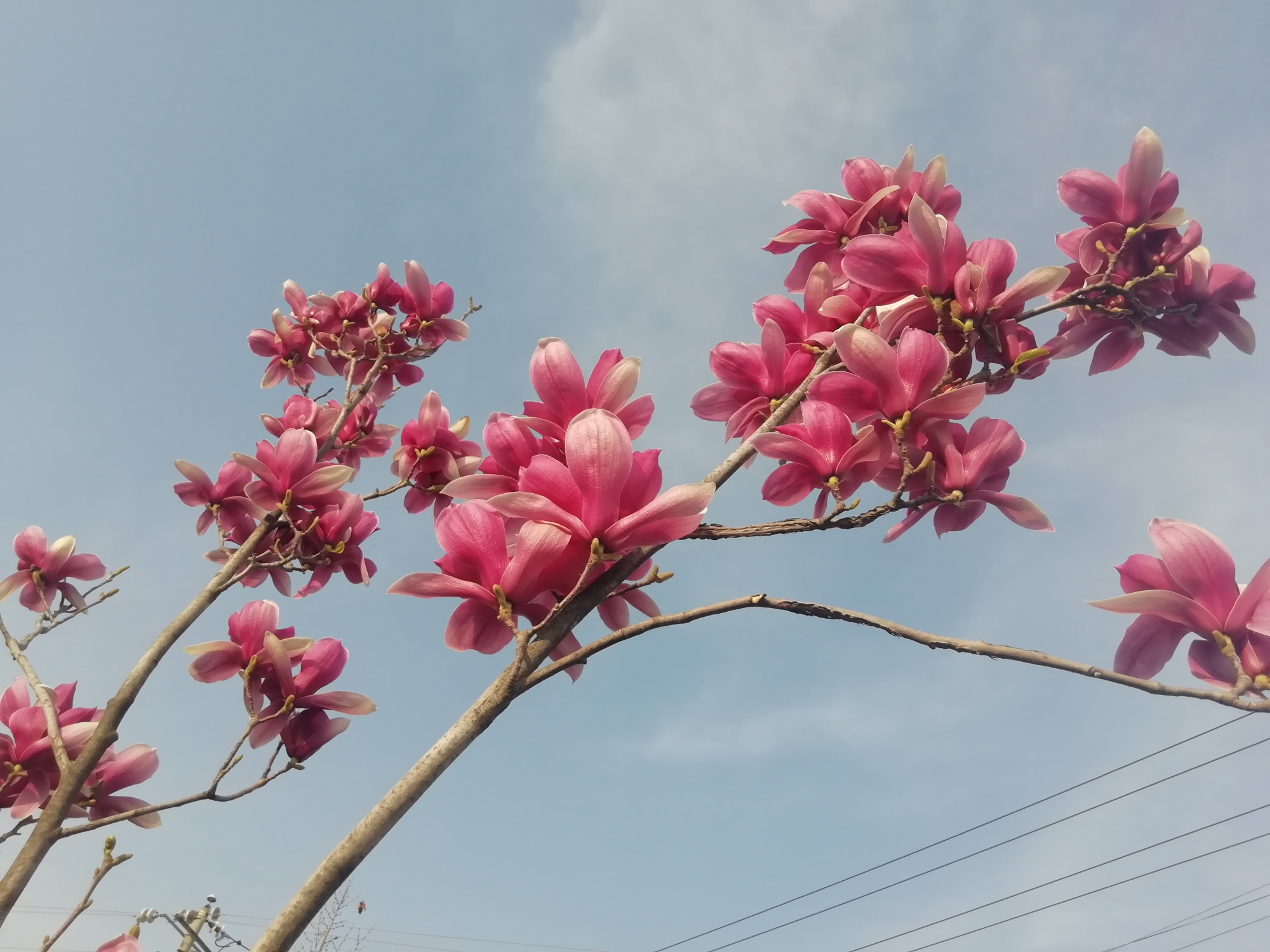 大地回春 百花齐放