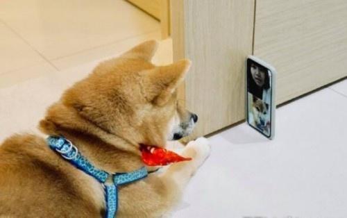 女主人出差和自家柴犬接视频,这货表情忧郁,关掉视频