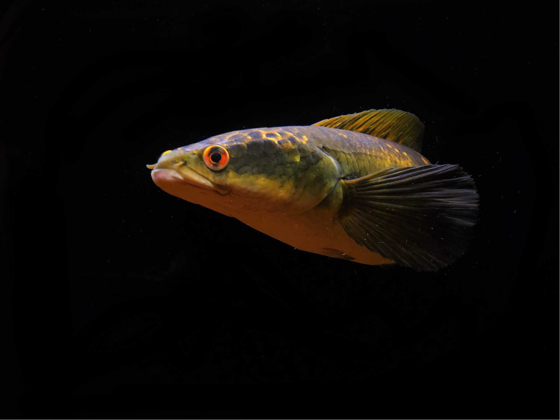 鱼- 热门商品专区