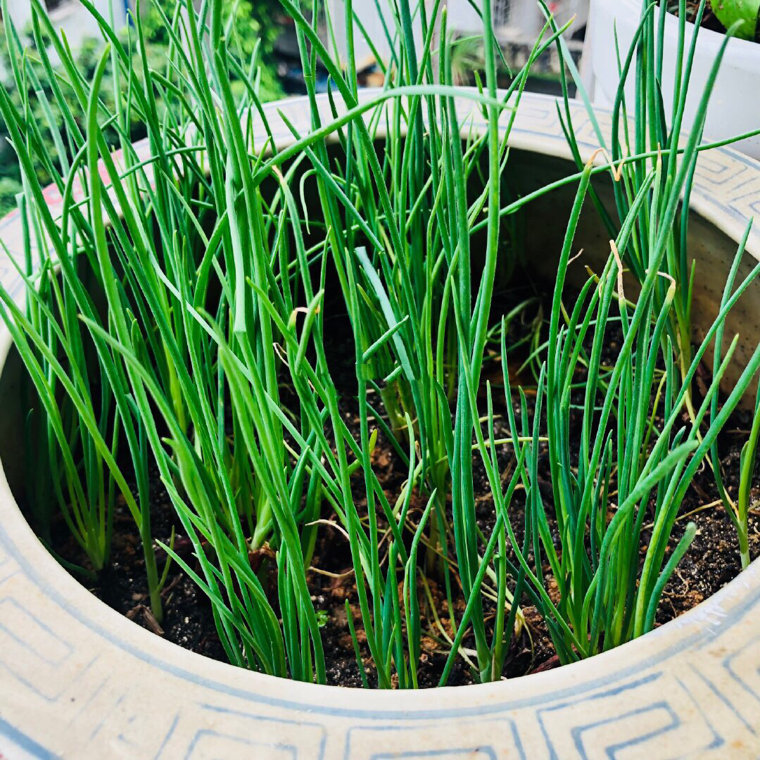 阳台上种3盆葱,长得茂盛绿油油,四季可采收,一盆收获多次!