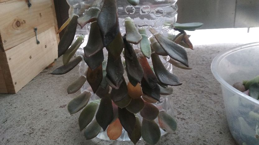 家庭种植多肉植物,巧用废弃油壶,多肉小苗多到种不完!