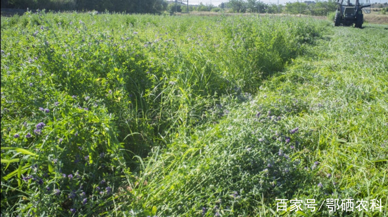 牧草之王的紫花苜蓿種植技術:一年收三茬,每茬10000斤