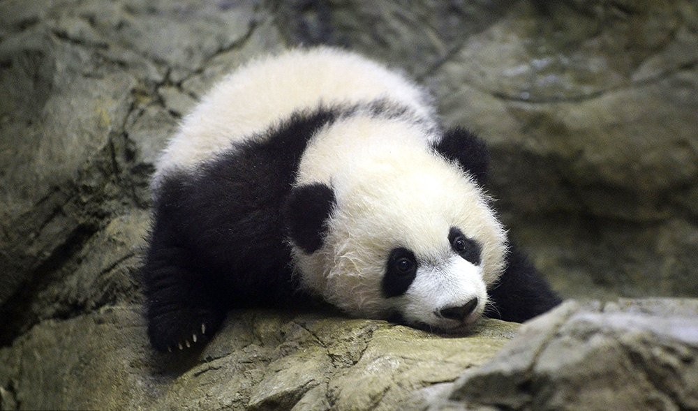 旅美大熊猫"贝贝"回国啦!回顾其呆萌成长历程