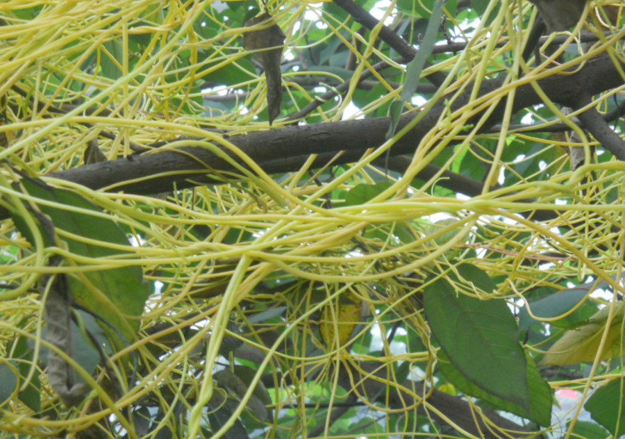 农村这种"无娘藤",价值珍贵可治"肾虚",农民却将它当杂草除