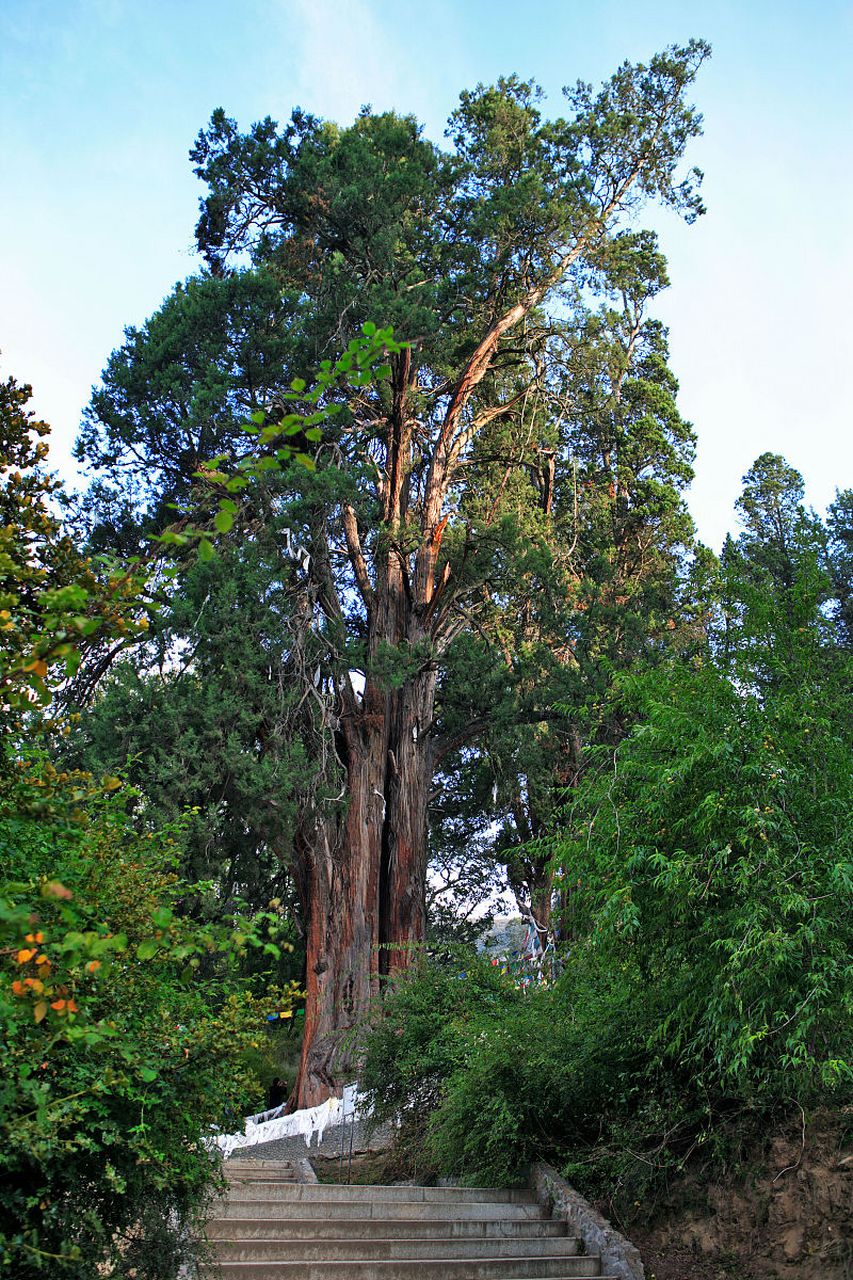 巴塔木树图片