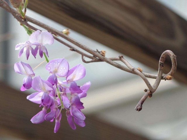 紫藤具浓香,可以抵抗有毒有害气体,知道这些就能养好它