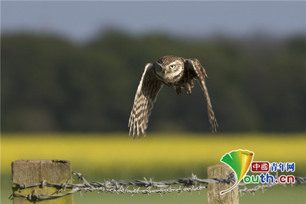 猫头鹰跃过栅栏"蹦高"被抓拍 表情傲娇莫名喜感
