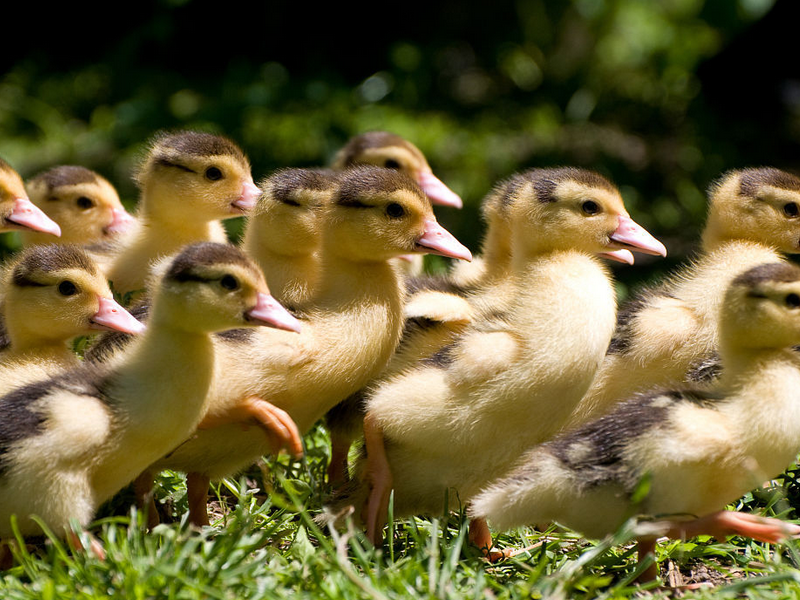 小一说三农:冬天大棚养殖雏鸭,日常养殖要掌握这些管理方式