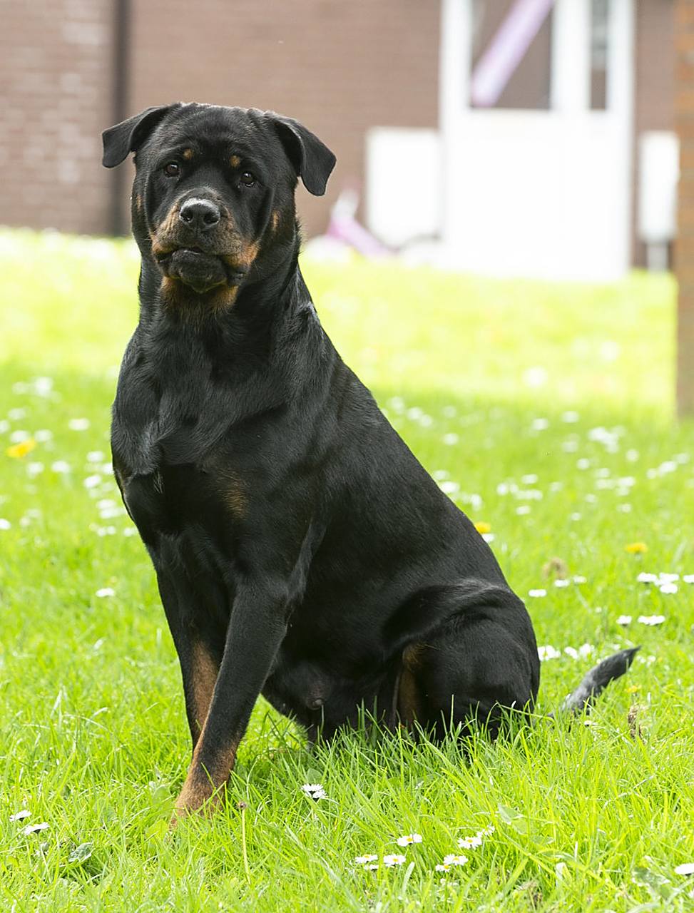 一起悲剧性的事件在成都引发了广泛关注:一名小孩被一只罗威纳烈性犬