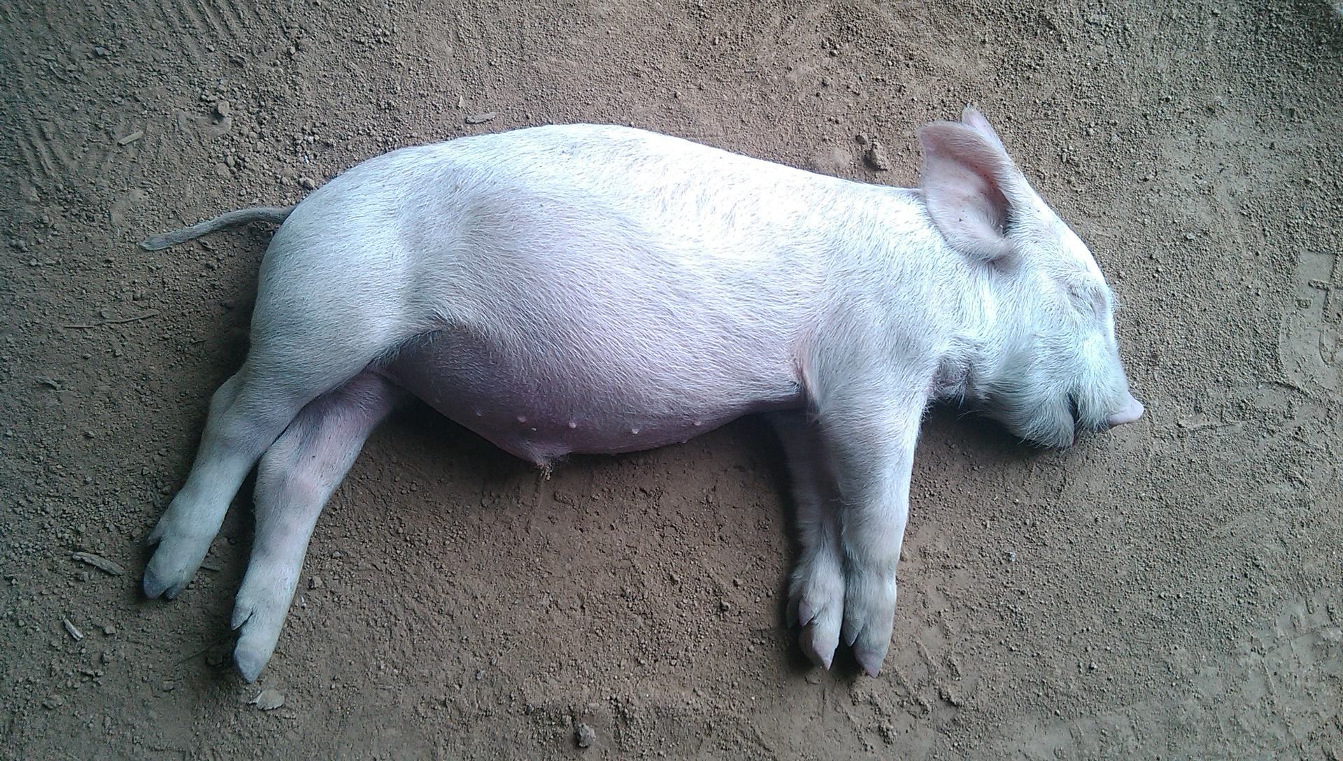 副伤寒对仔猪危害极大,它的类型主要有3种,对症下药是关键!