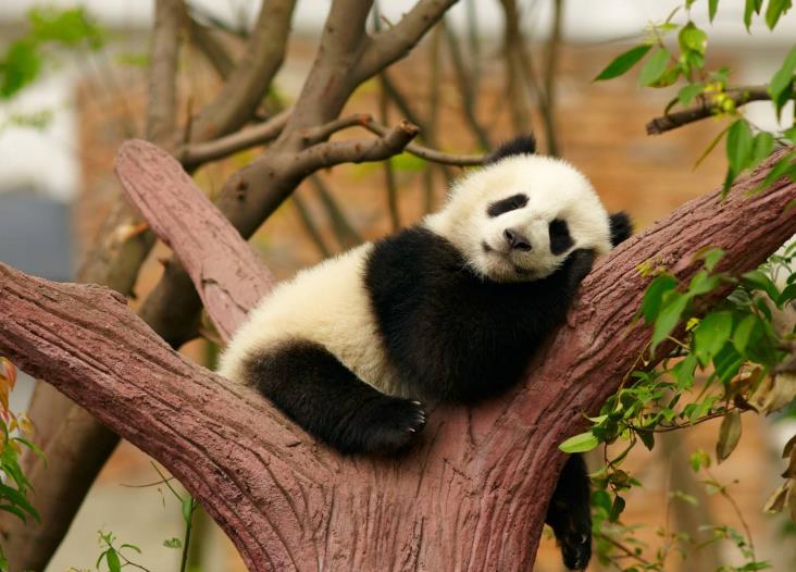 大熊猫爬树表演,树下游客惊叫连连,直言:灵活的小胖子