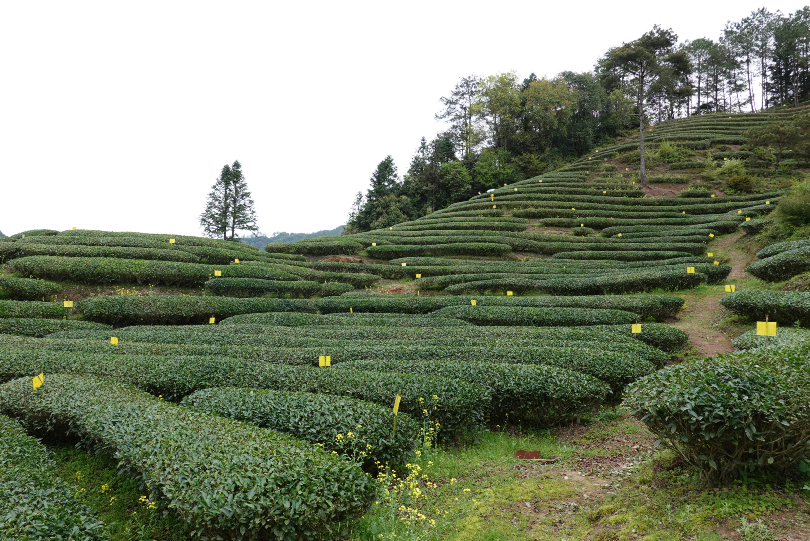 武夷山:生态茶园 静待采摘