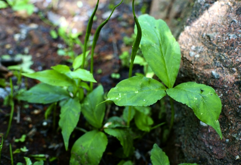 三步跳植物图片