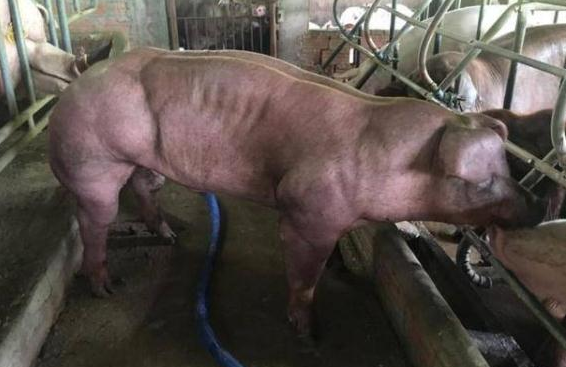 柬埔寨肌肉猪,全身上下都是结实的肌肉,看完你还敢吃猪肉吗?