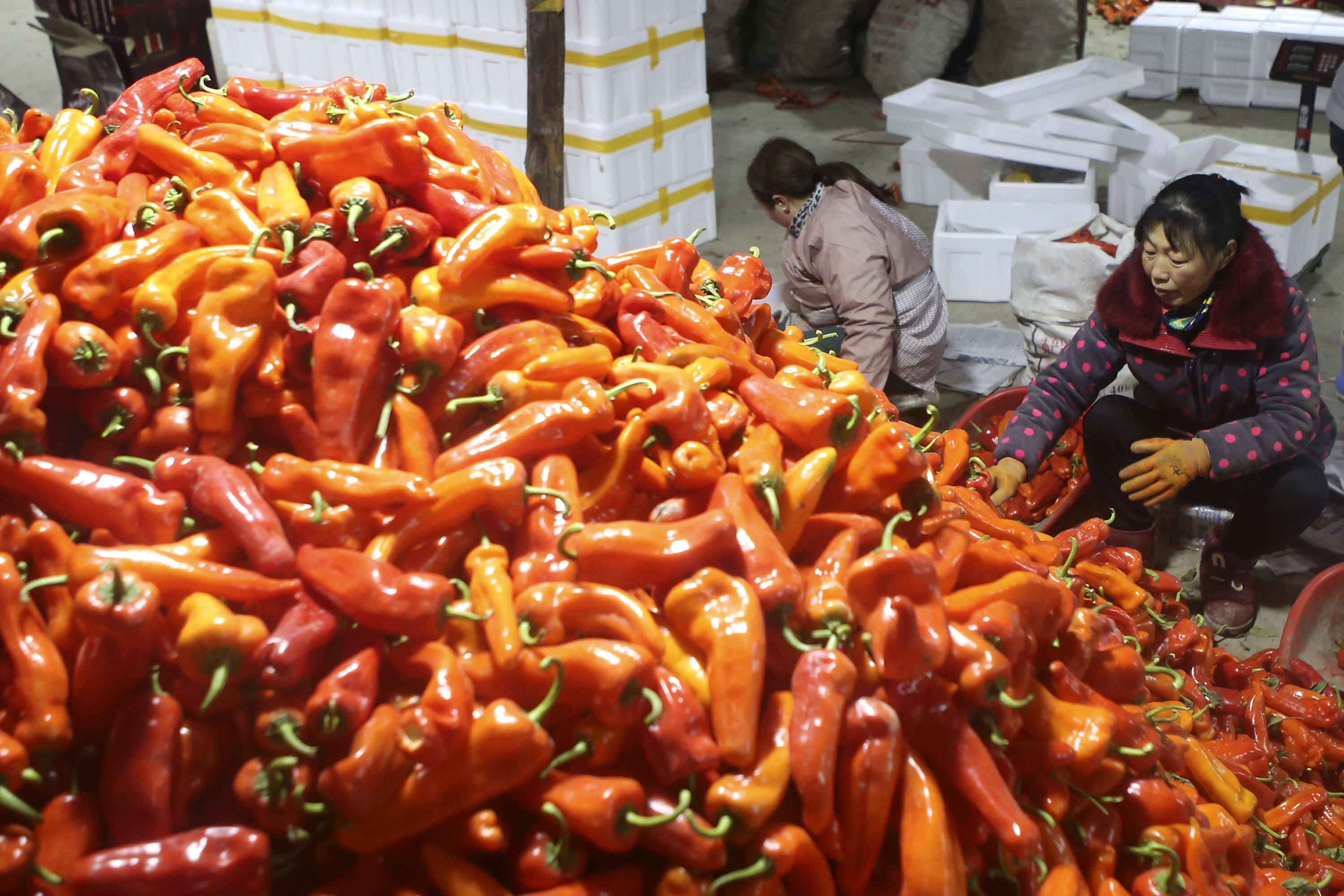 江苏淮安:辣椒喜获丰收