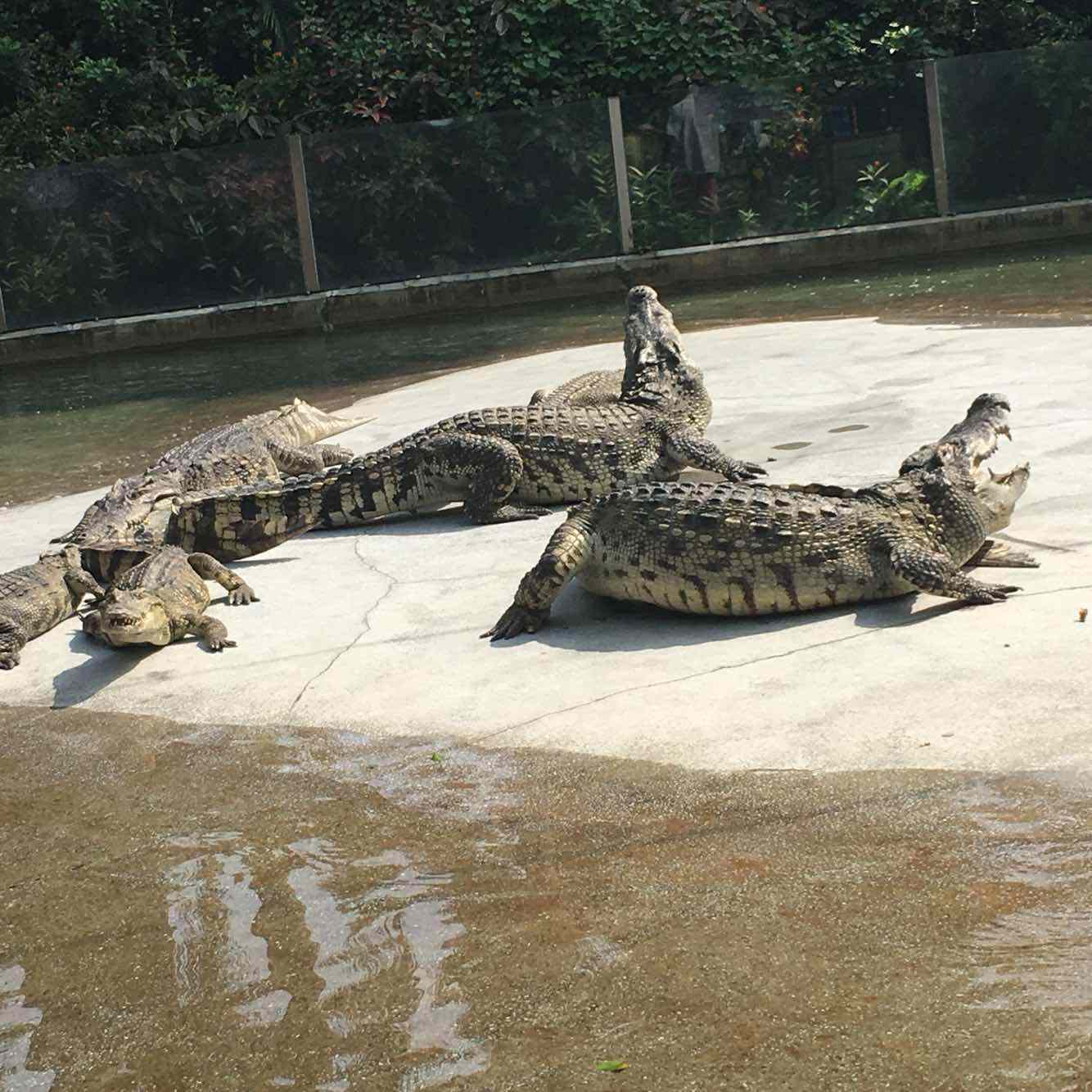 广州长隆鳄鱼公园游记