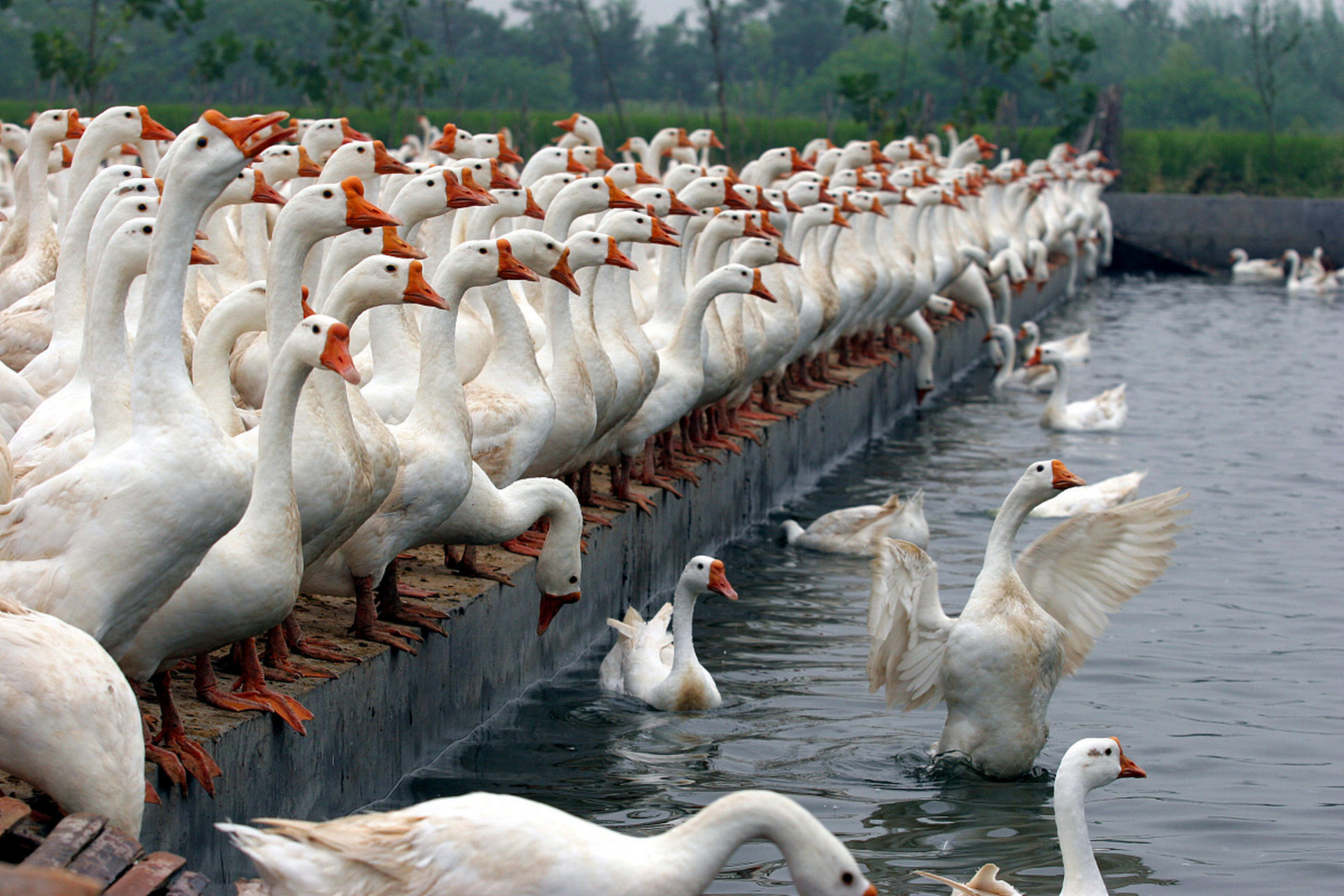 养殖鹅需要选择地势高,平坦的场地,保证水源充足,水质良好,交通方便