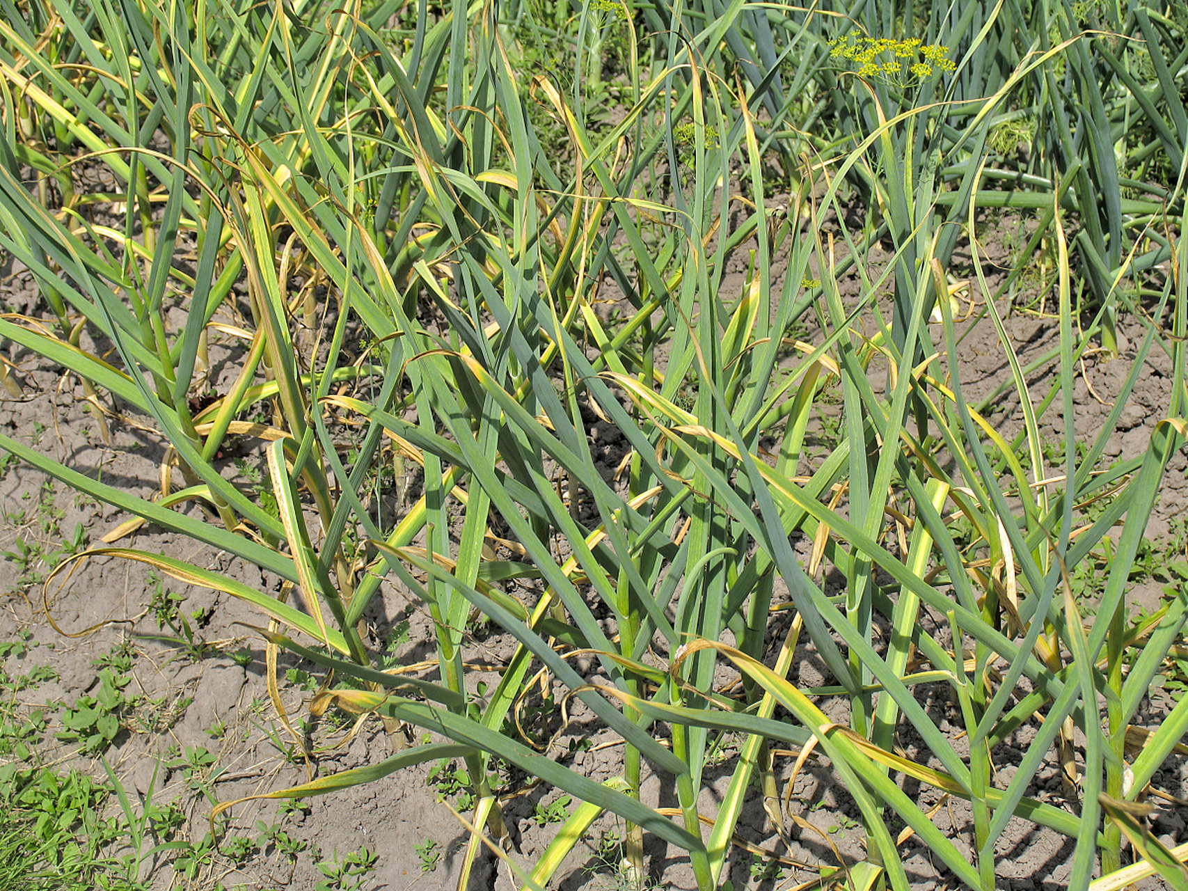 寻找百度ai写手计划# 韭菜叶子发黄枯萎怎么处理:  11566 补充