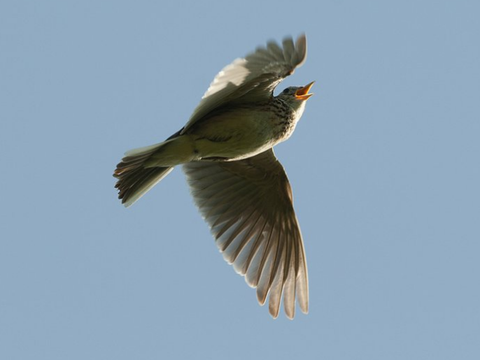 百灵鸟不但以其美妙的歌喉,优美的舞姿,令人叹服的飞翔技巧美化了环境