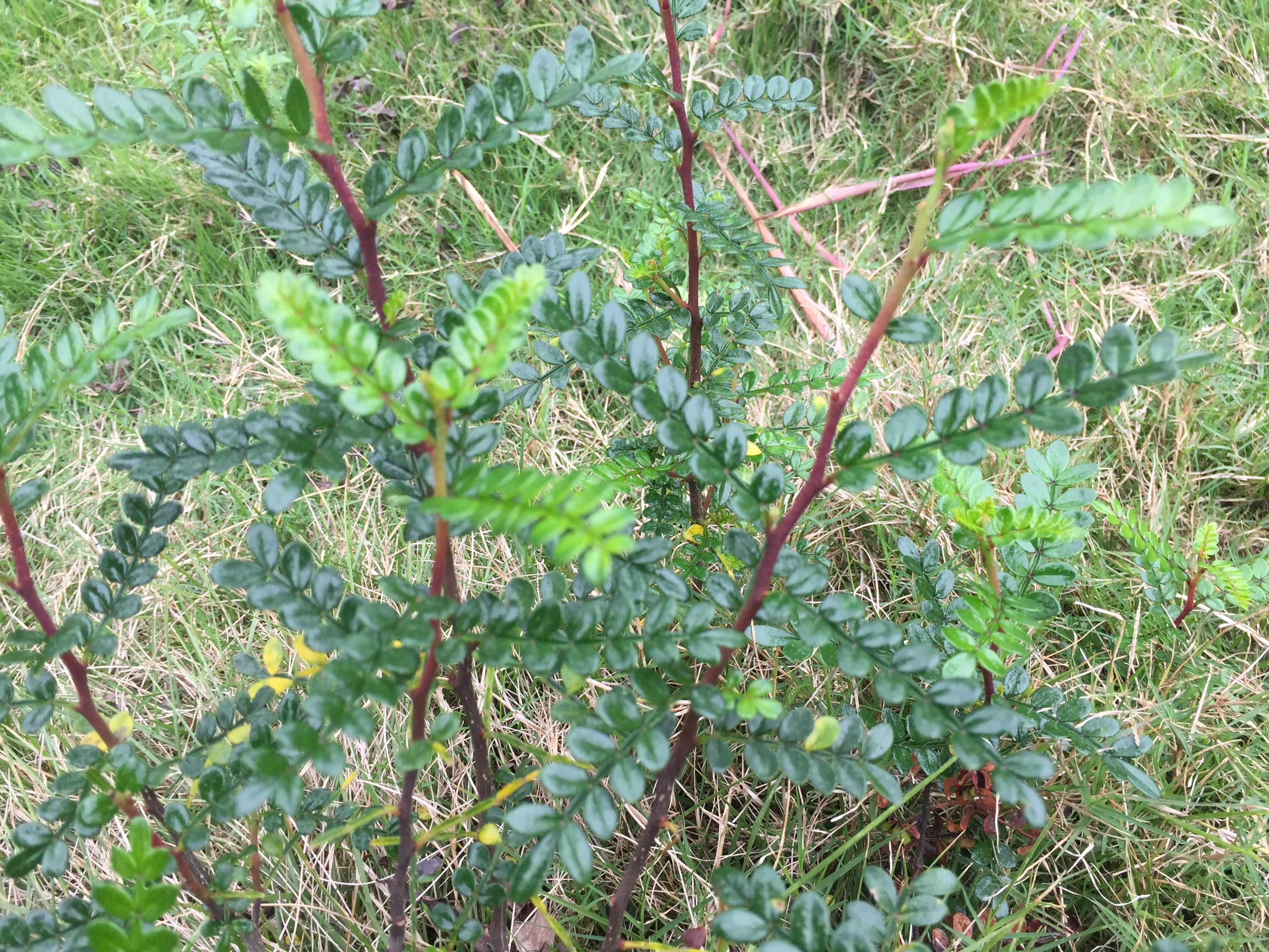 农村一种野草,常被误认为清香木,价值珍贵