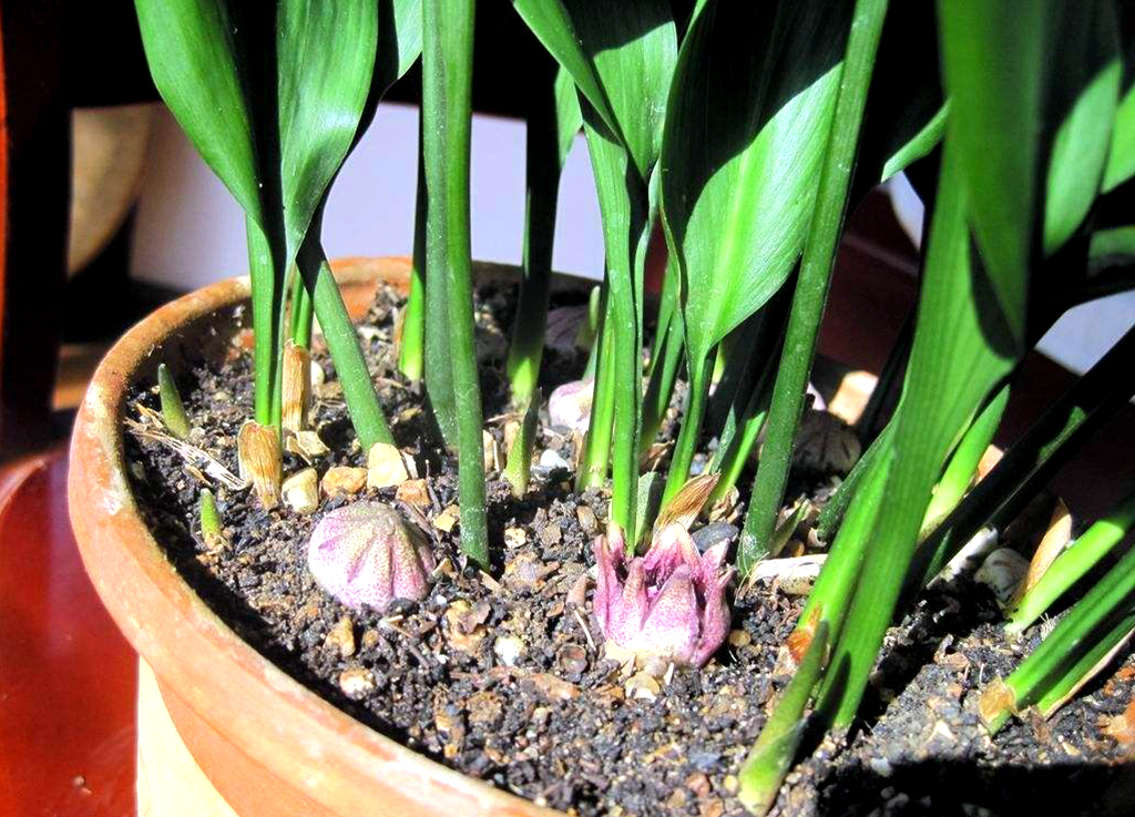 农村一种植物,人称"蜘蛛抱蛋,春节期间农民喜欢拿它包粽子