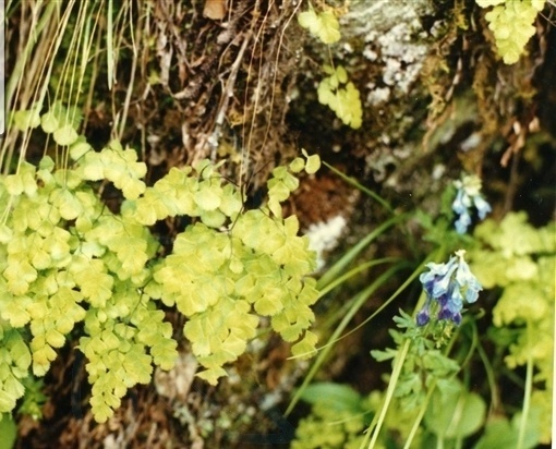 你真的了解细叶铁线蕨吗?给大家科普一下