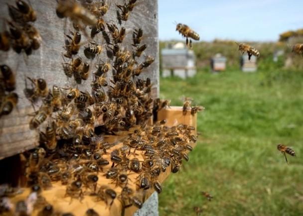 法国一九旬老妇遭蜜蜂群攻击 身中200针重伤晕倒