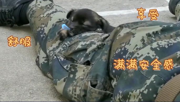 『推荐』兵哥哥训练遭萌犬偷袭后，武警战士背狗狗做俯卧撑！网友：萌翻了