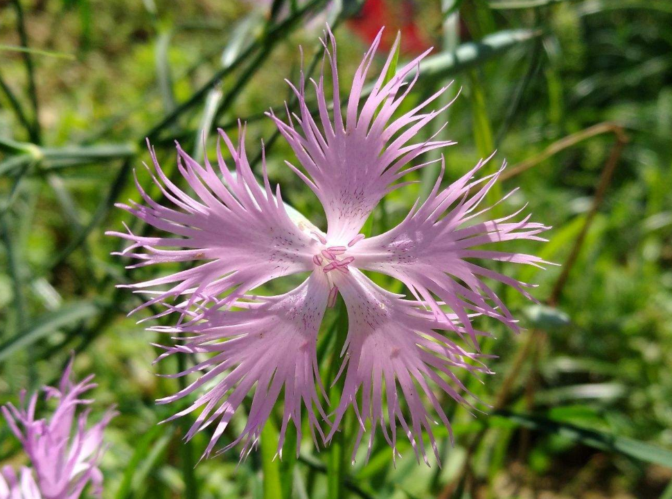 瞿麦花,养好瞿麦的秘诀,简单易懂的问答模式!