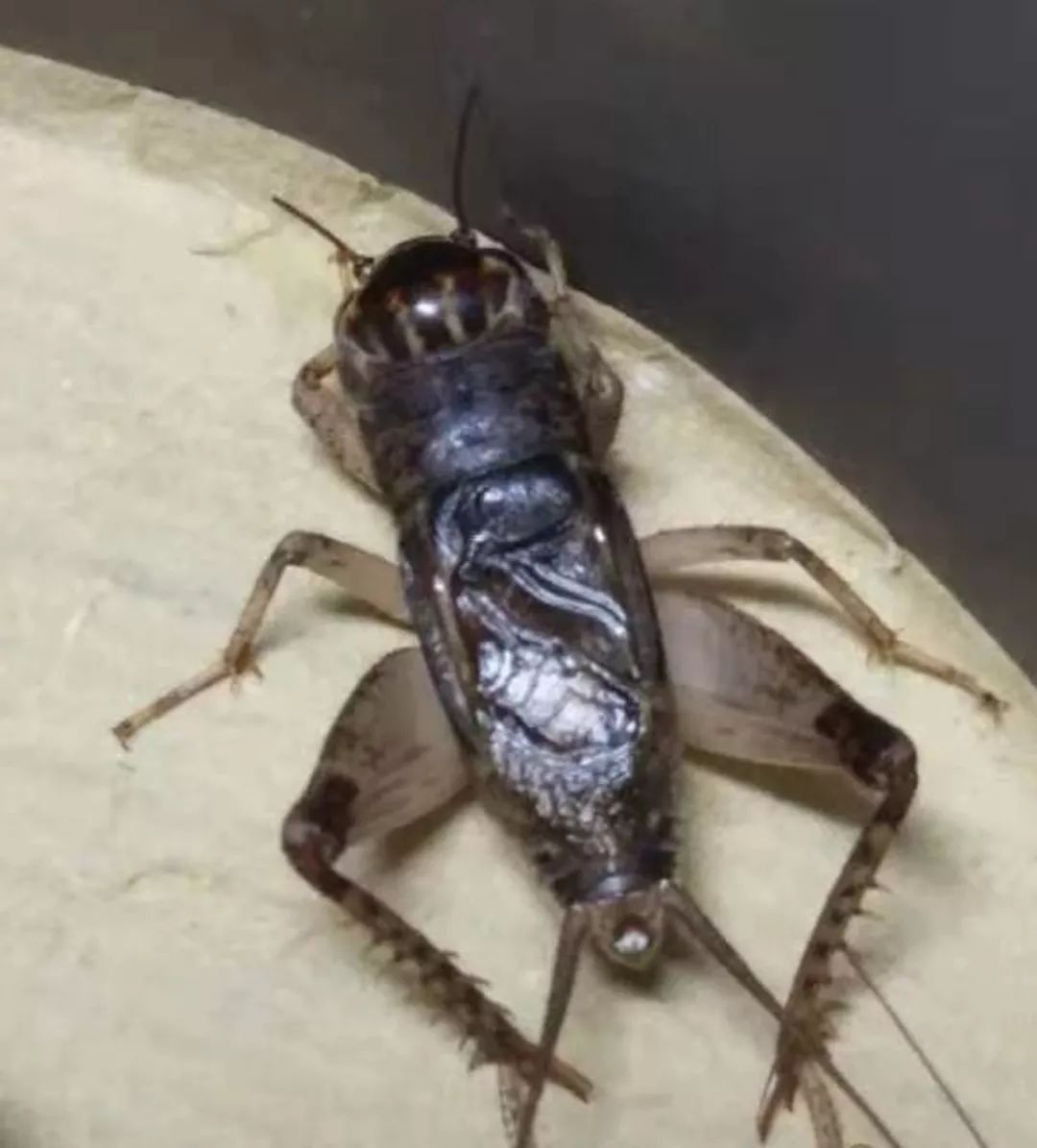 蟋蟀鉴赏:9上白青