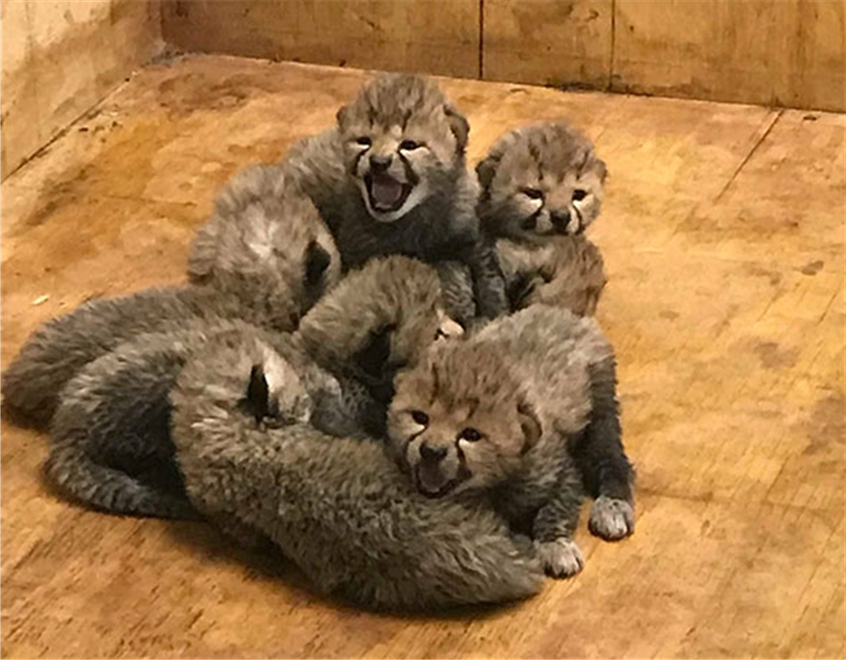 看这一群可爱又调皮的8只"小猫",真是要萌死了!