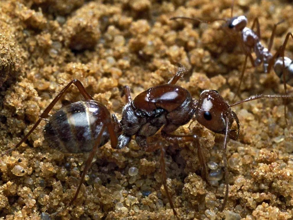 科普一下,了解撒哈拉银蚁的请举手