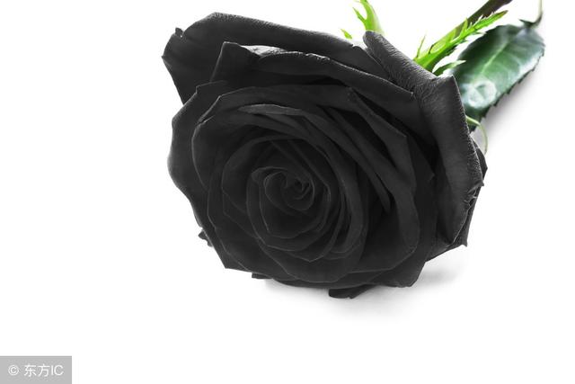 花并非红色的才会让人惊艳,盘点世界上8种奇异的黑色花