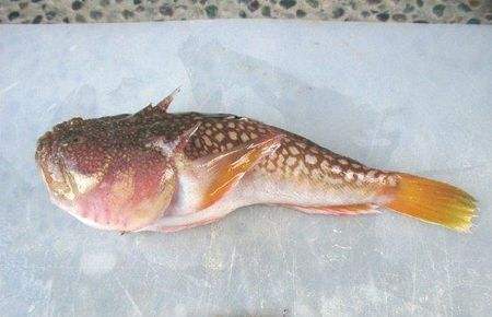 瞻星鱼,狡猾的忧伤范儿海鲜,盯着你看的美食!