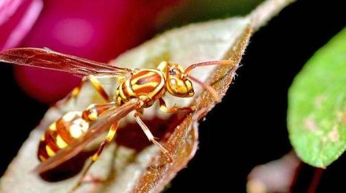 世界上最恐怖马蜂带有剧毒 日本每年40人死于它的攻击