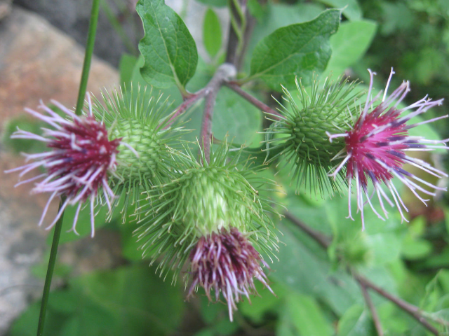 牛蒡别名牛菜,其植株粗壮,分枝旺盛可供食用