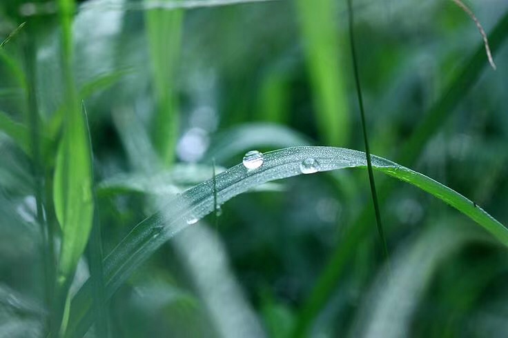 清晨的雨露