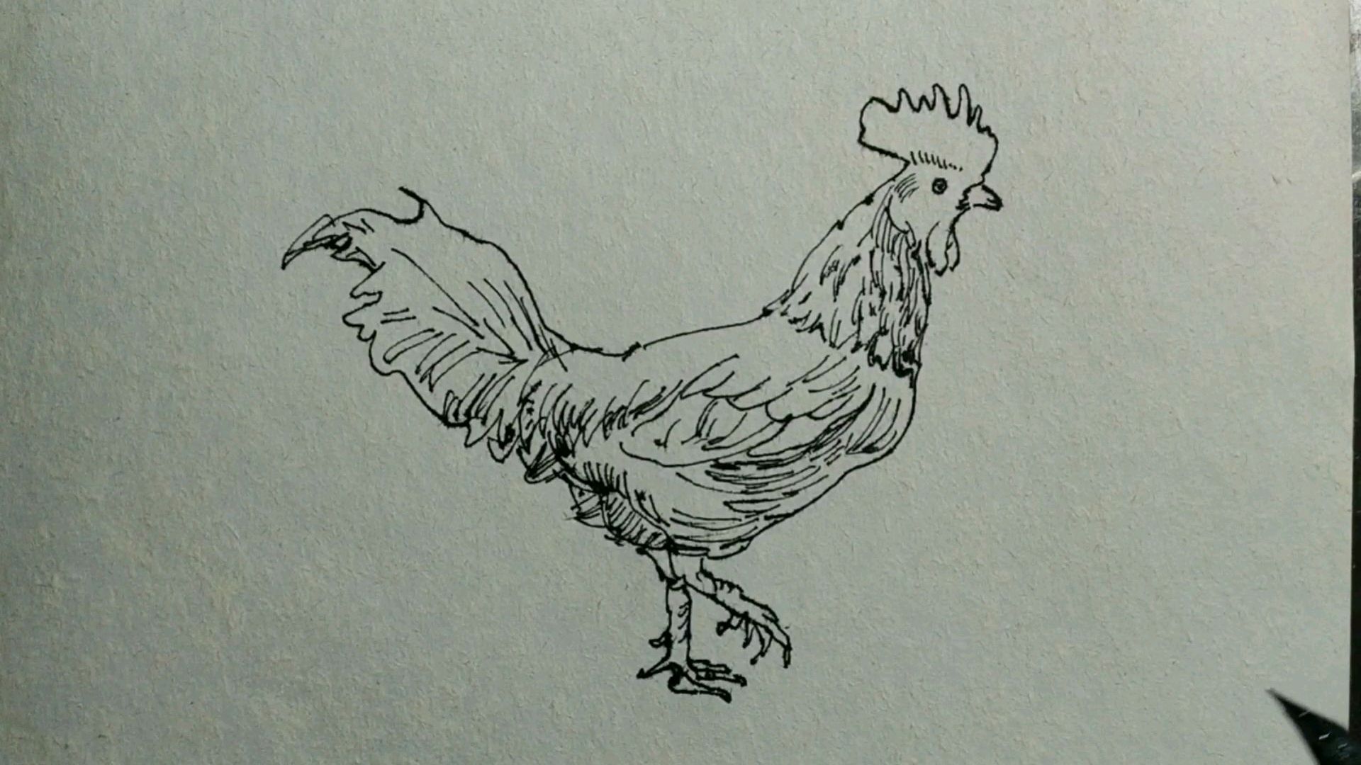 如何画速写线描大公鸡
