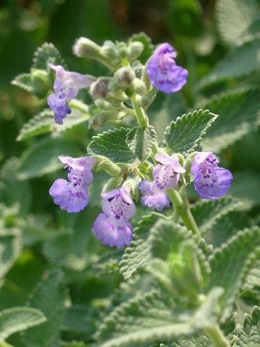 百度爱采购首页 商品专题_薄荷普列薄荷:它里面的薄荷脑成分太高了