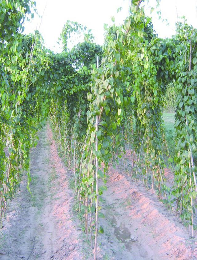 泰和竹篙薯其貌不扬"内涵"丰富食药兼备