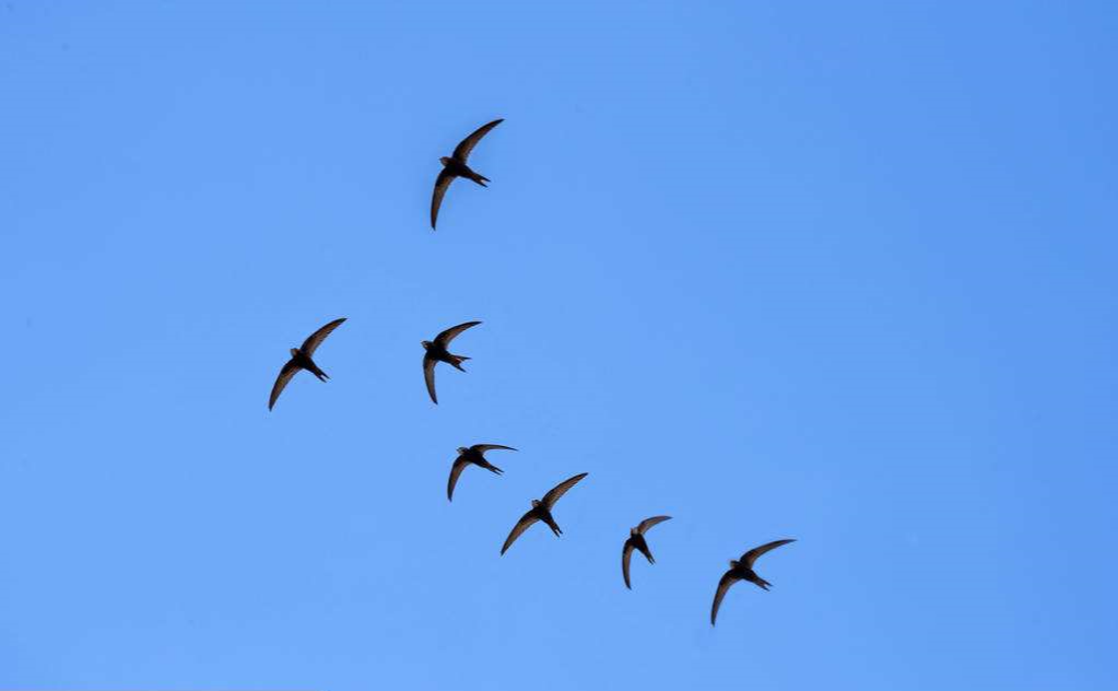 俗语:燕子不进愁家门,到底啥意思?燕子又是怎么知道的?