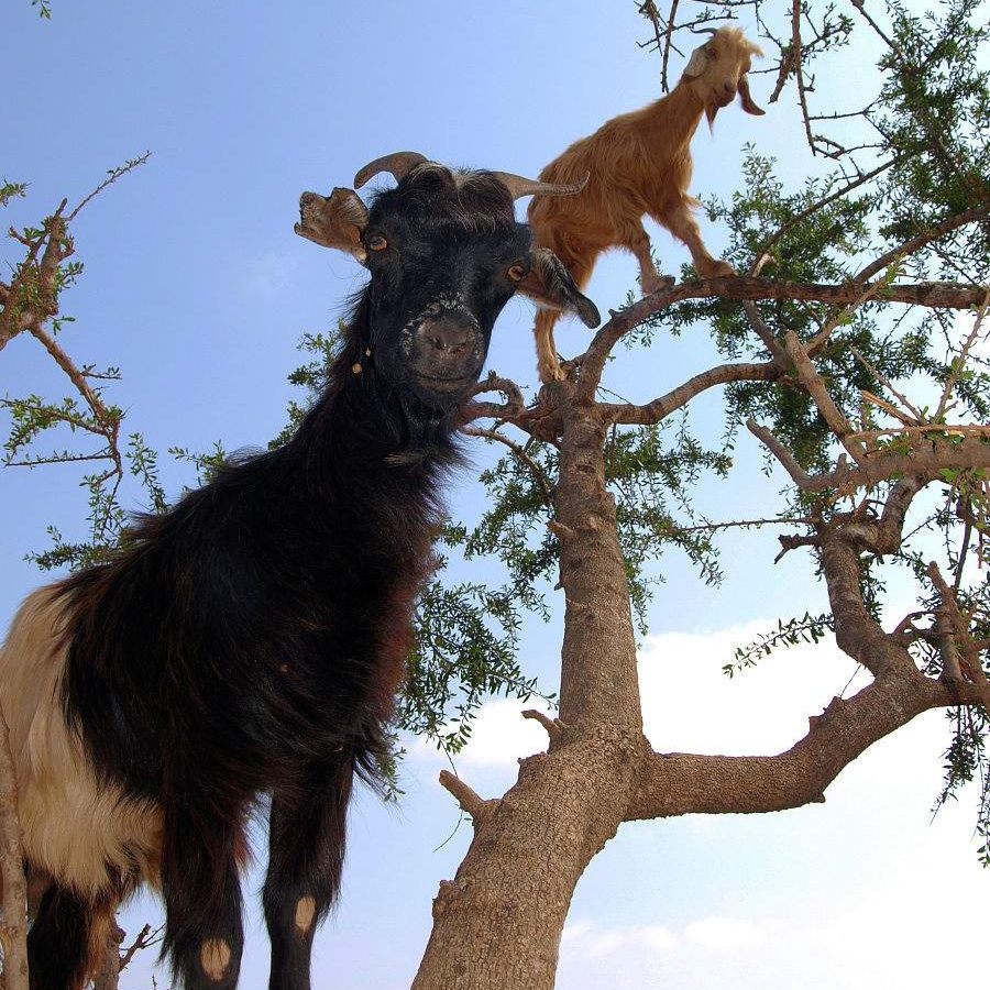 摩洛哥的山羊为什么要上树?