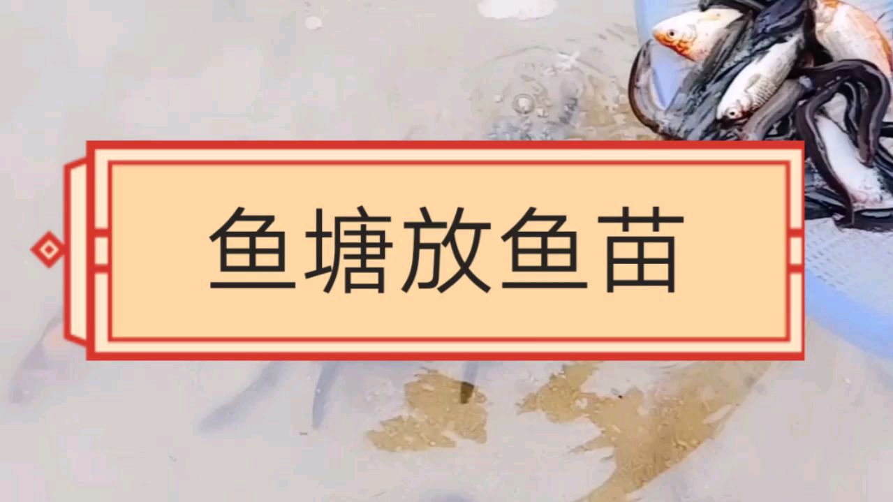 新鱼塘放鱼苗,泥鳅,看看放多少合适