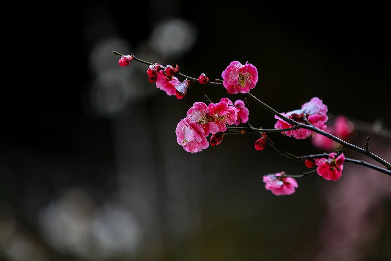 《雪梅·其二》